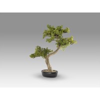 Bankan II bonsai 49cm набор из двух предметов