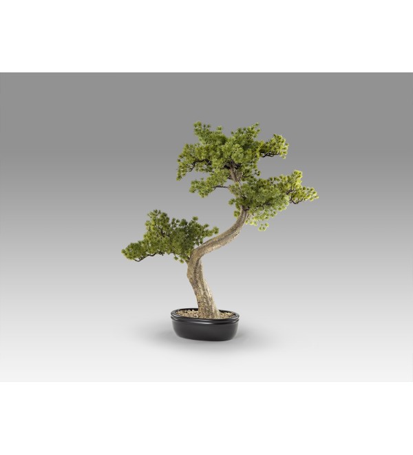 Bankan II bonsai 49cm набор из двух предметов