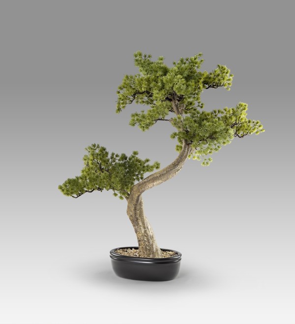Bankan II bonsai 49cm набор из двух предметов