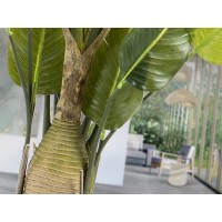 Ave paraiso Искусственное растение H250