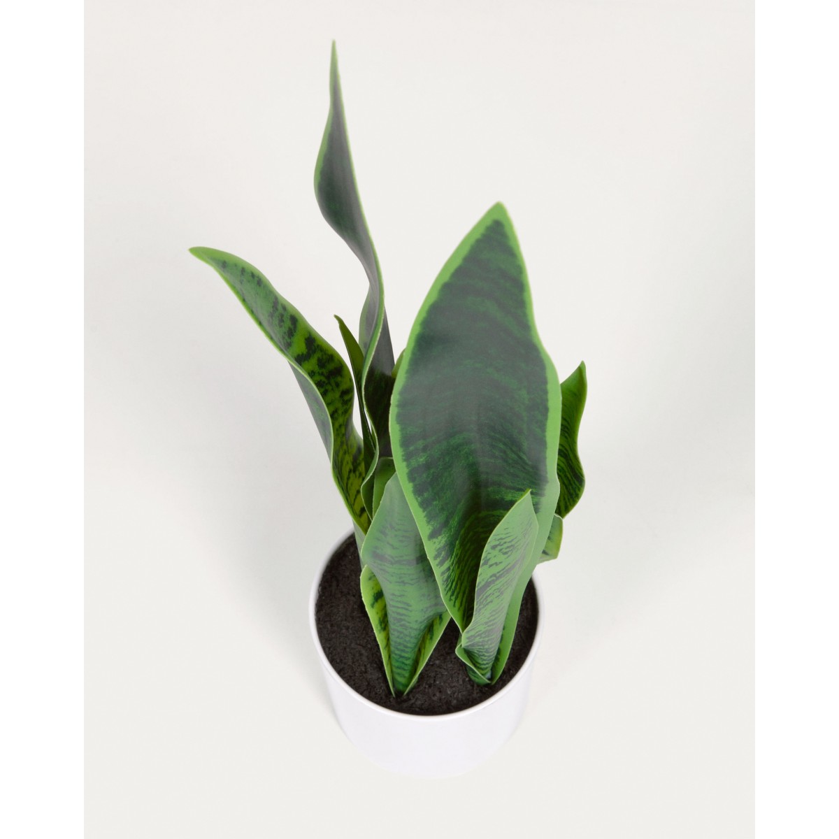 Искусственное растение Sansevieria с белым горшком 55 см