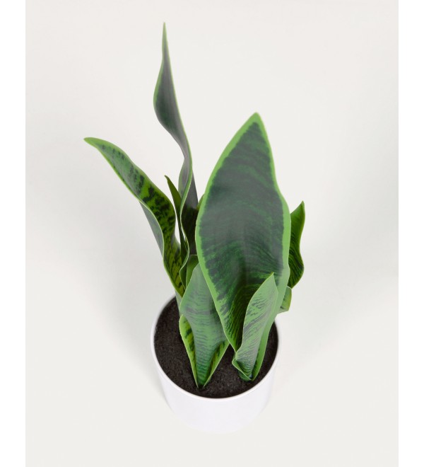 Искусственное растение Sansevieria с белым горшком 55 см
