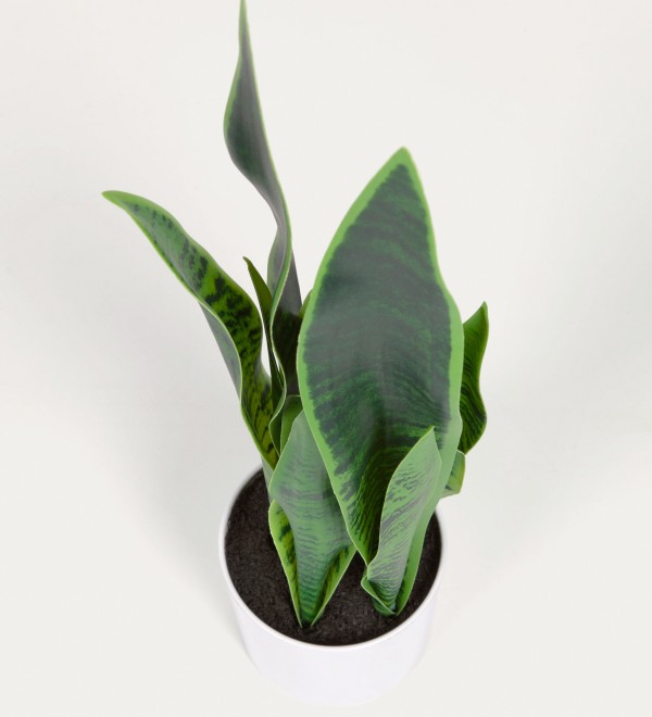 Искусственное растение Sansevieria с белым горшком 55 см