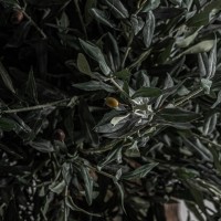 Искусственное растение OLIVO