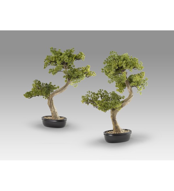 Bankan II bonsai 49cm набор из двух предметов
