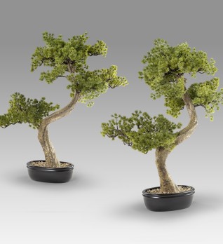 Bankan II bonsai 49cm набор из двух предметов