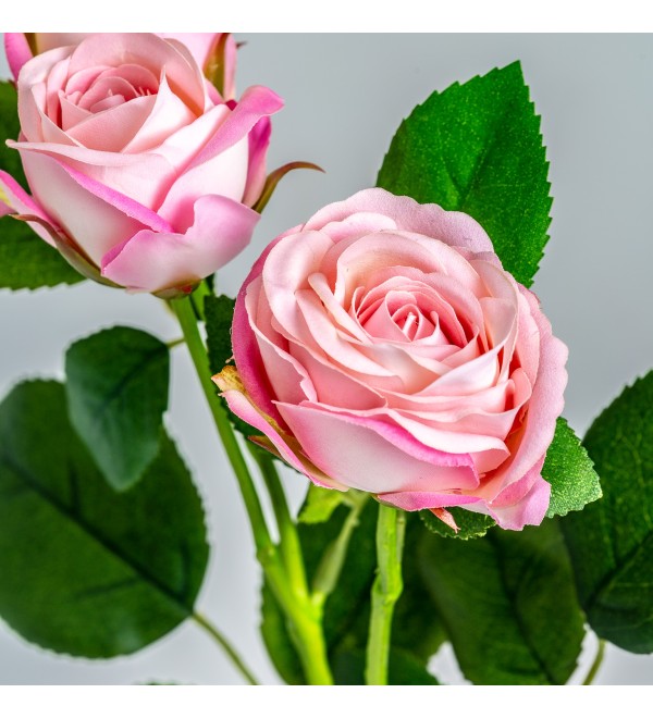 Цветок розы ROSAL в розовом цвете