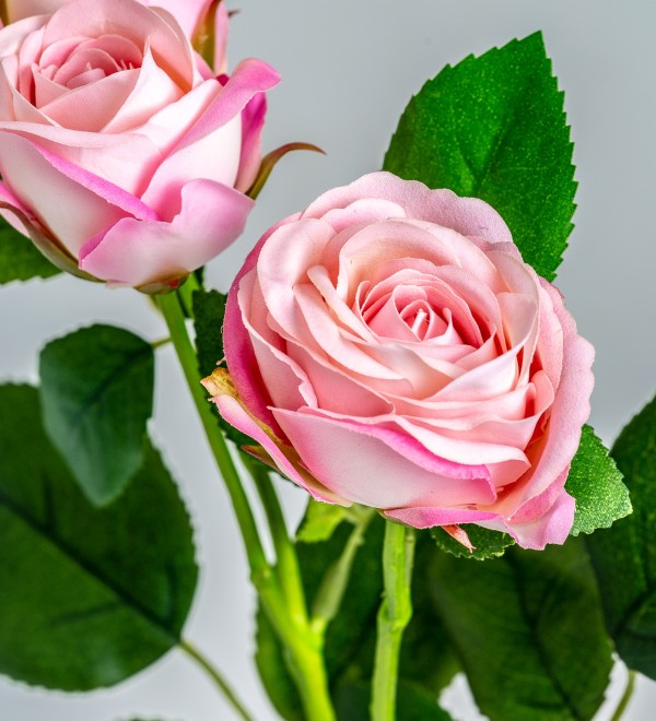 Цветок розы ROSAL в розовом цвете