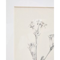 Картина Lirena с ботанической иллюстрацией 50 x 70 см