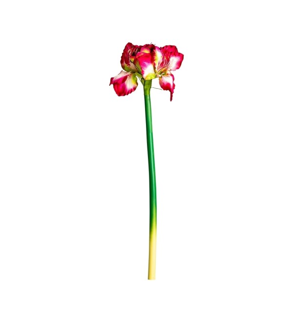 Цветок AMARYLLIS цвет фуксии