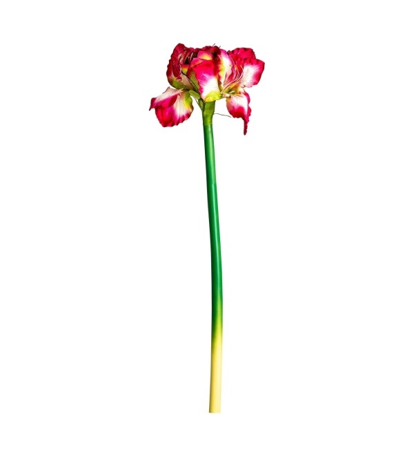 Цветок AMARYLLIS цвет фуксии