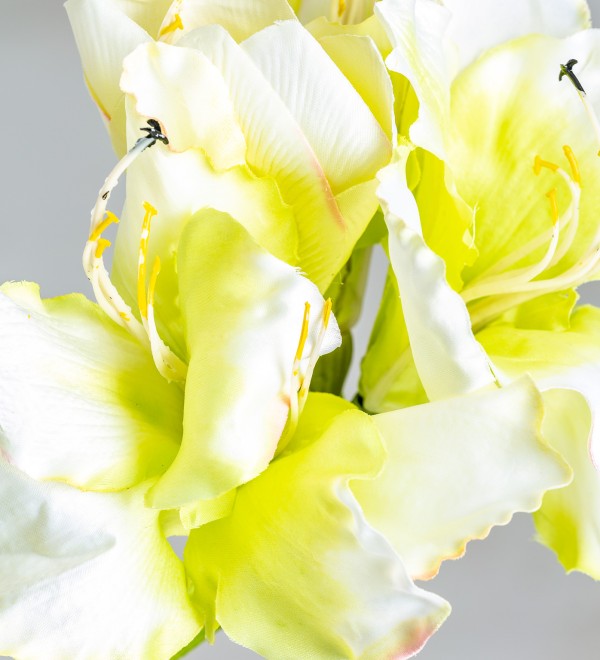 Цветок AMARYLLIS цвет белый