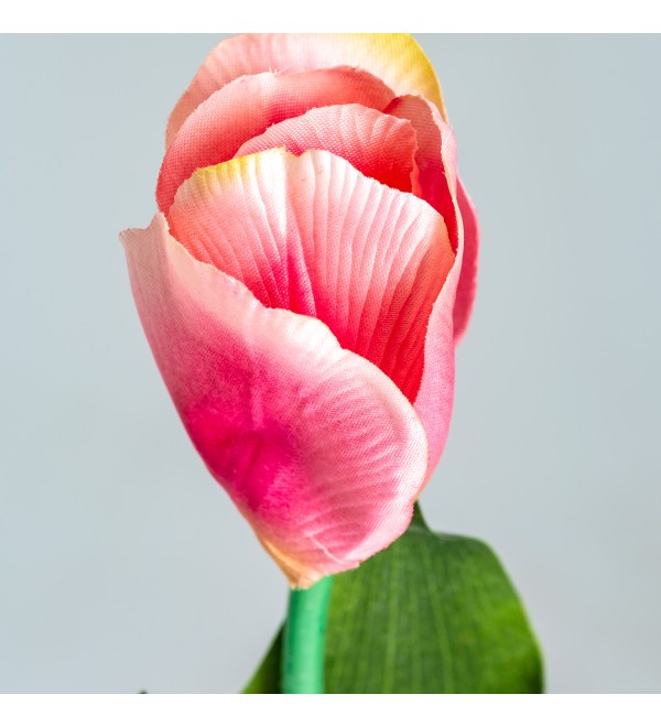Цветок TULIPAN в розовом цвете