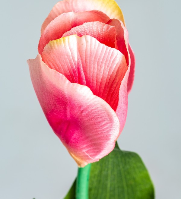 Цветок TULIPAN в розовом цвете
