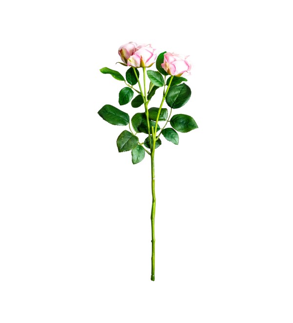 Цветок розы ROSAL в розовом цвете