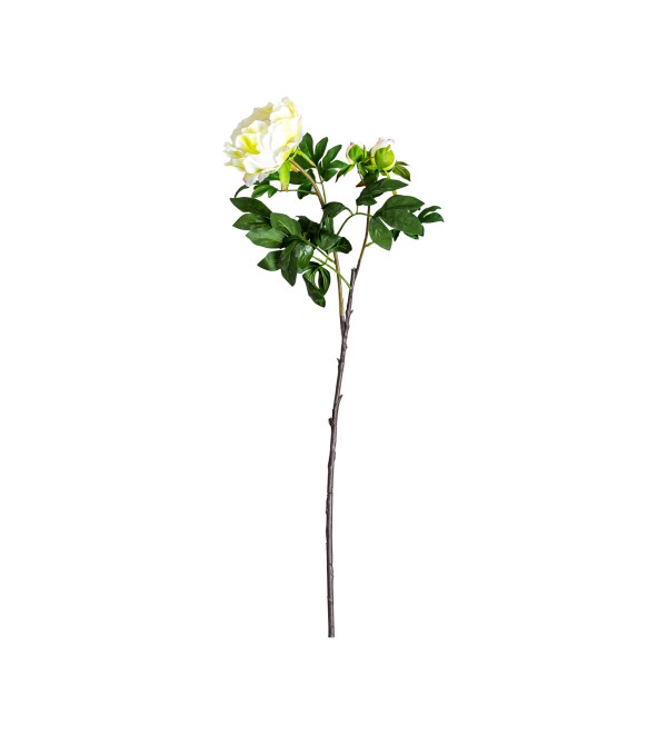 Цветок белого цвета ROSA