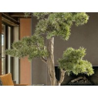 Chokkan - bonsai 83cm Искусственное растение