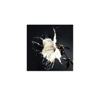 Печатная фотография Splash 100x100