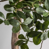 Искусственное растение FICUS 38081