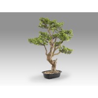Sokan - bonsai 81cm Искусственное растение