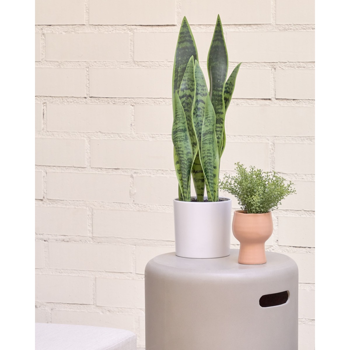 Искусственное растение Sansevieria с белым горшком 55 см