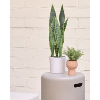 Искусственное растение Sansevieria с белым горшком 55 см