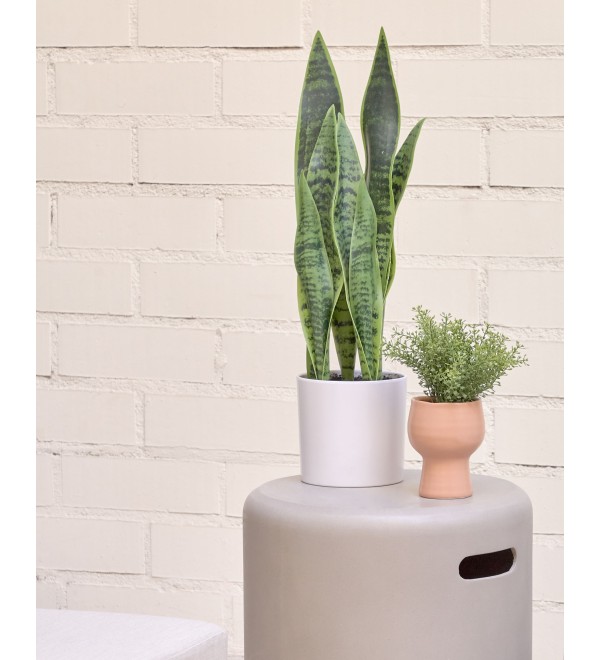 Искусственное растение Sansevieria с белым горшком 55 см