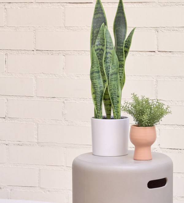 Искусственное растение Sansevieria с белым горшком 55 см