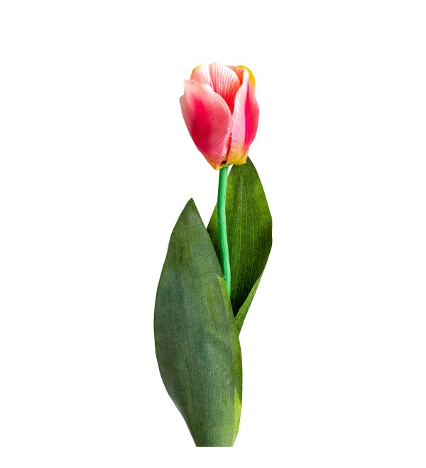 Цветок TULIPAN в розовом цвете
