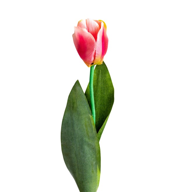 Цветок TULIPAN в розовом цвете