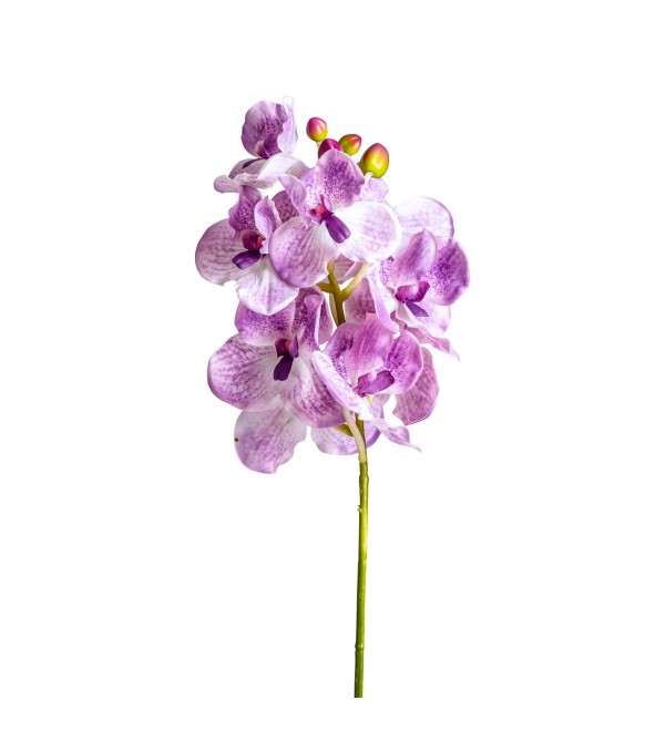 Цветок фиолетового цвета ORQUÍDEA
