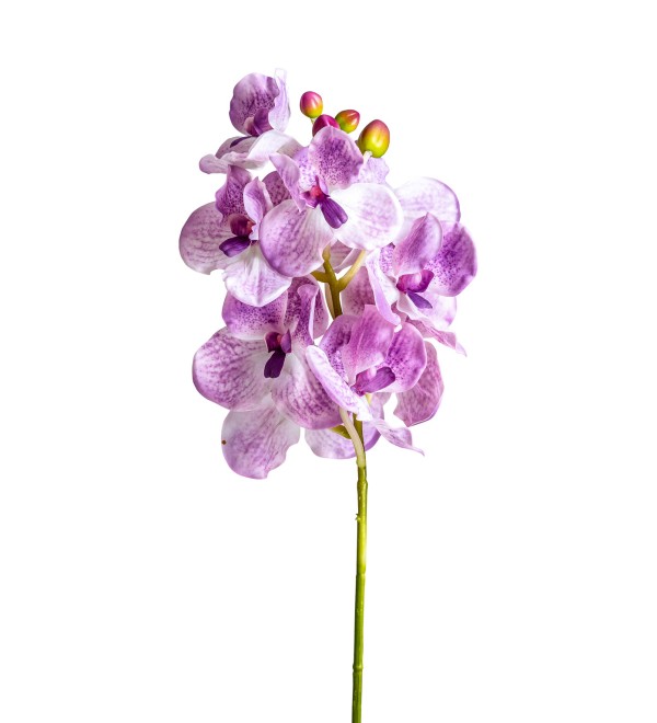 Цветок фиолетового цвета ORQUÍDEA