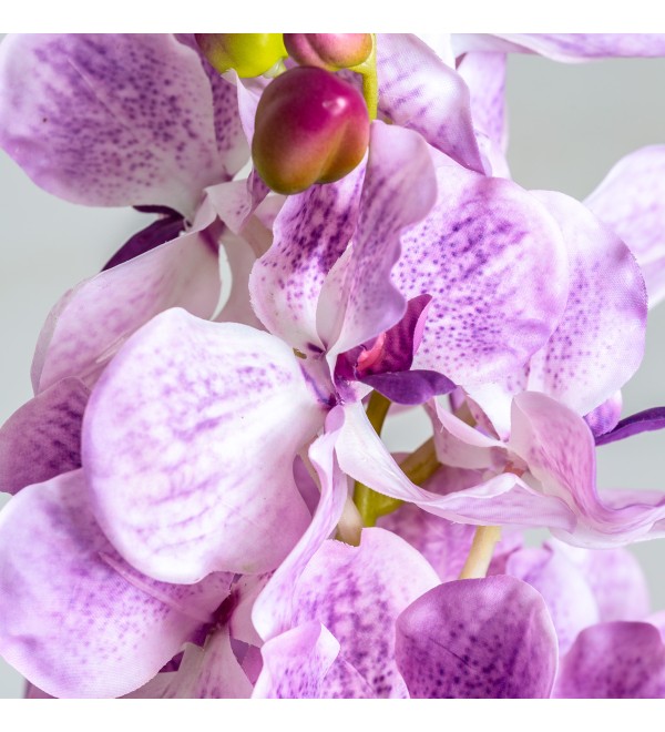 Цветок фиолетового цвета ORQUÍDEA