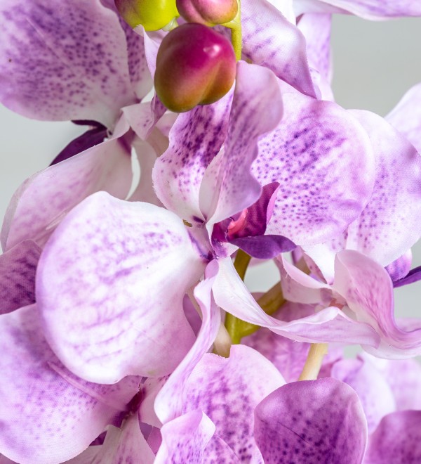 Цветок фиолетового цвета ORQUÍDEA