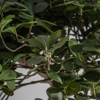 Искусственное растение FICUS 38081