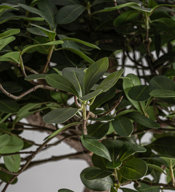Искусственное растение FICUS 38081