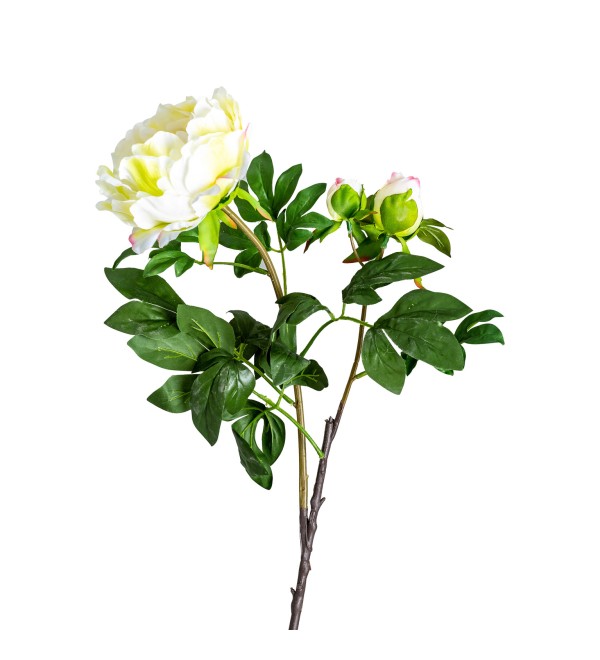 Цветок белого цвета ROSA