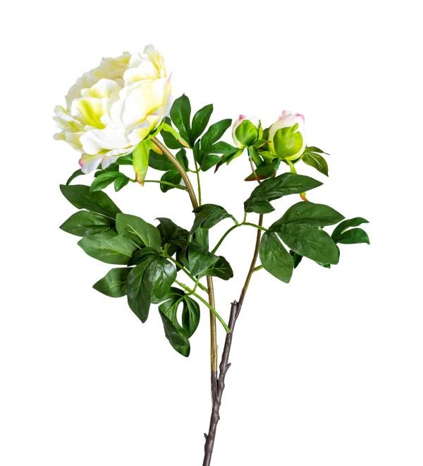Цветок белого цвета ROSA
