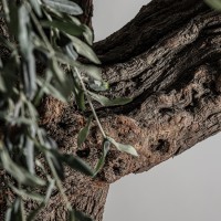 Искусственное растение OLIVO