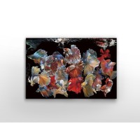 Фотография на стекле Peces Siam 150x100