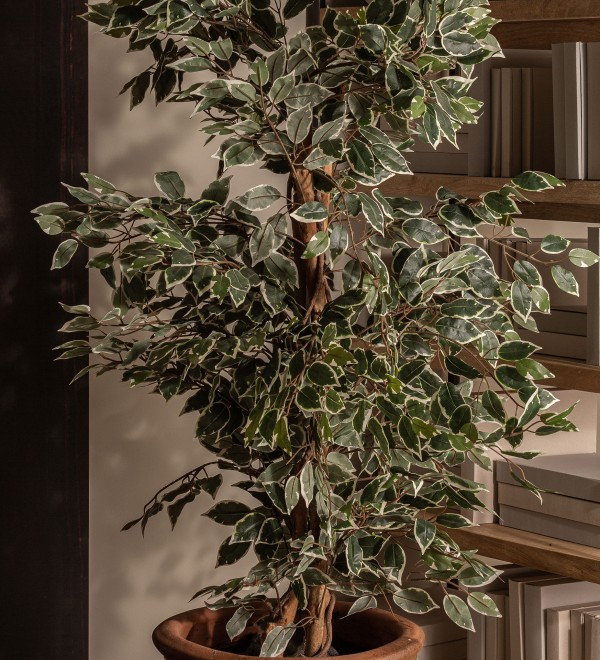 Искусственное растение FICUS
