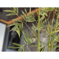 Bambu Искусственное растение H170