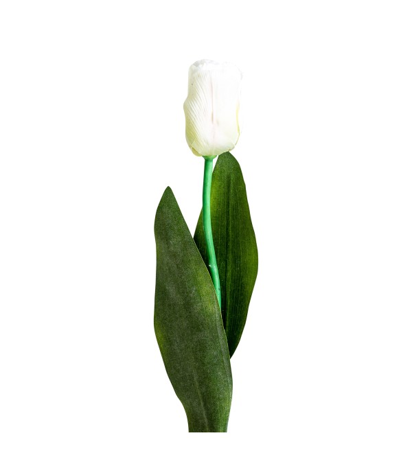 Цветок TULIPAN в белом цвете