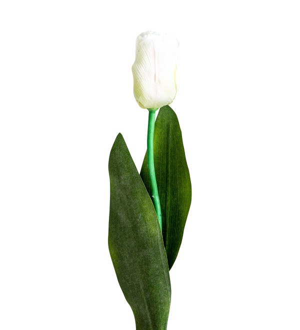 Цветок TULIPAN в белом цвете