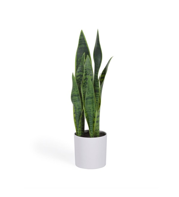 Искусственное растение Sansevieria с белым горшком 55 см