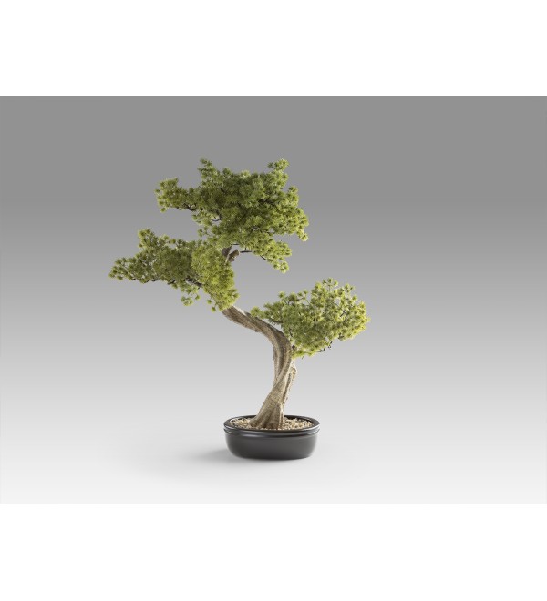 Bankan II bonsai 49cm набор из двух предметов