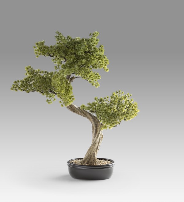 Bankan II bonsai 49cm набор из двух предметов