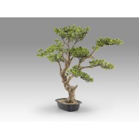 Sokan - bonsai 81cm Искусственное растение