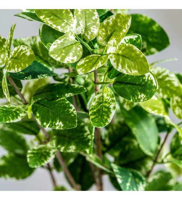 Листья растения FICUS