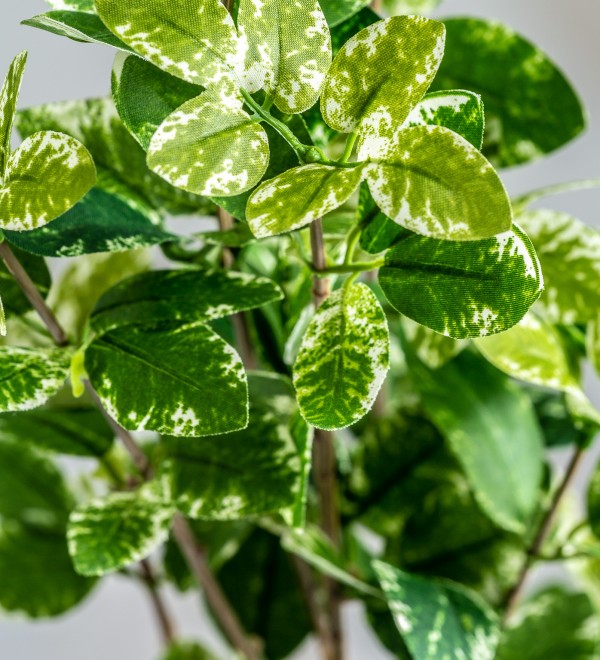 Листья растения FICUS